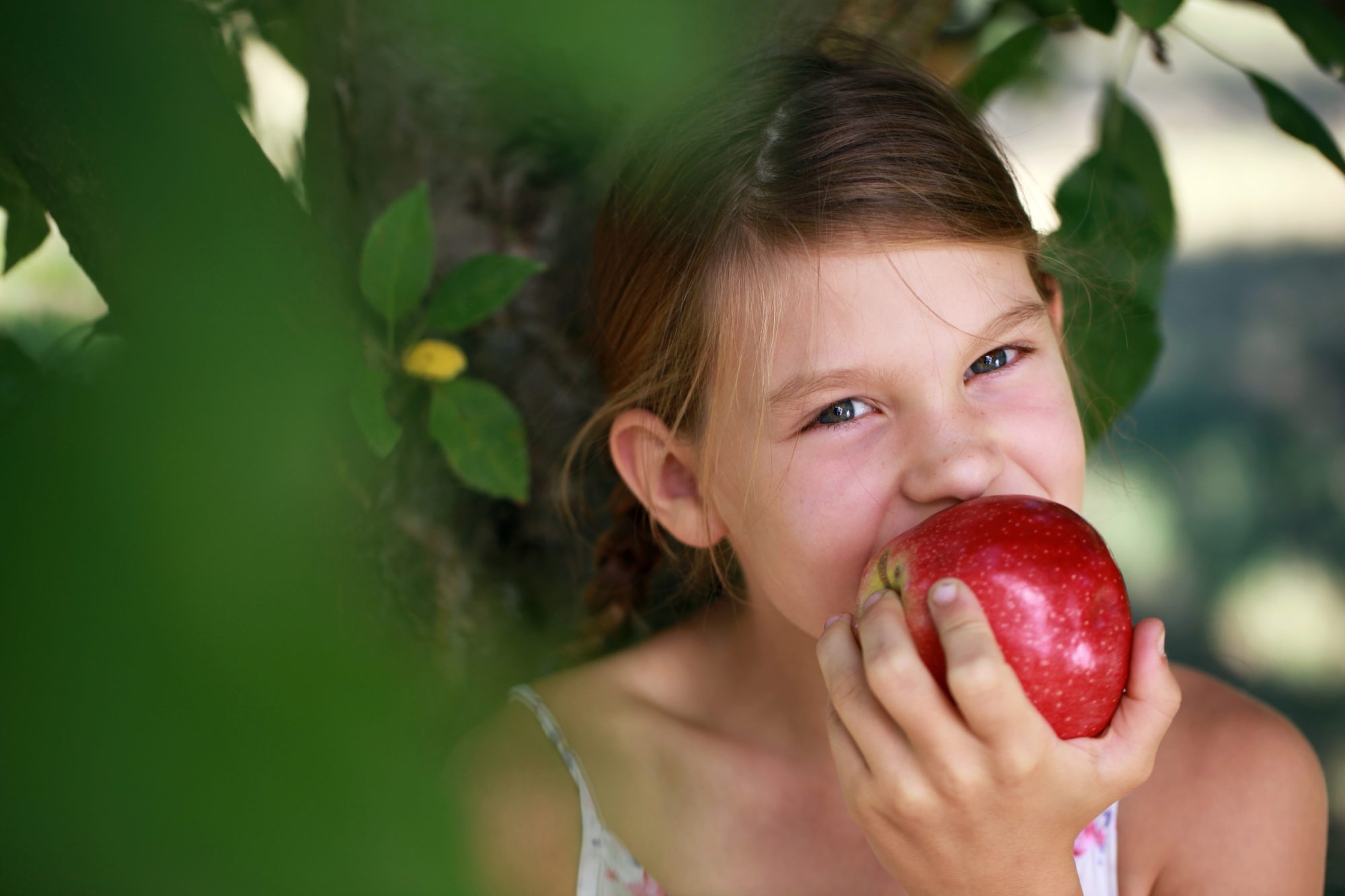Young girl eating an apple under an apple tree. Shallow depth of field.